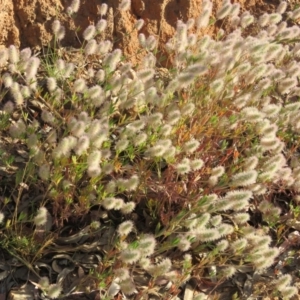 Trifolium arvense var. arvense at Greenleigh, NSW - 4 Dec 2015 06:18 PM