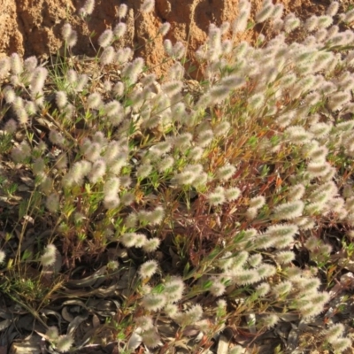 Trifolium arvense var. arvense (Haresfoot Clover) at QPRC LGA - 4 Dec 2015 by CCPK