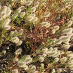 Trifolium arvense var. arvense at Greenleigh, NSW - 4 Dec 2015