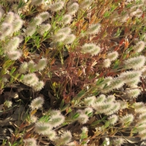 Trifolium arvense var. arvense at Greenleigh, NSW - 4 Dec 2015