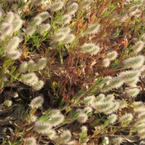 Trifolium arvense var. arvense at Greenleigh, NSW - 4 Dec 2015 06:18 PM