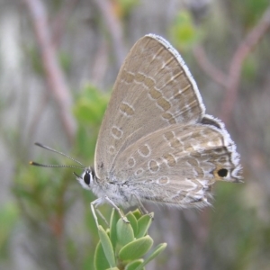 Jalmenus icilius at Kambah, ACT - 1 Jan 2017 11:27 AM