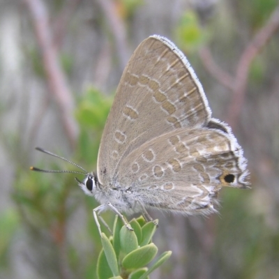 Jalmenus icilius (Amethyst Hairstreak) at Kambah, ACT - 1 Jan 2017 by MatthewFrawley