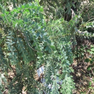 Acacia vestita at Greenleigh, NSW - 12 Dec 2015 02:29 PM