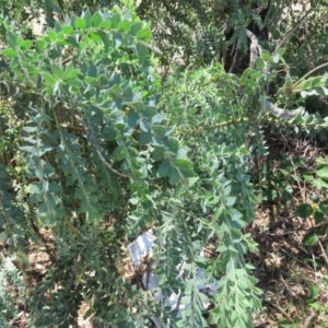 Acacia vestita at Greenleigh, NSW - 12 Dec 2015