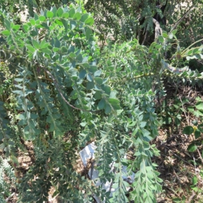 Acacia vestita (Hairy Wattle) at QPRC LGA - 12 Dec 2015 by CCPK