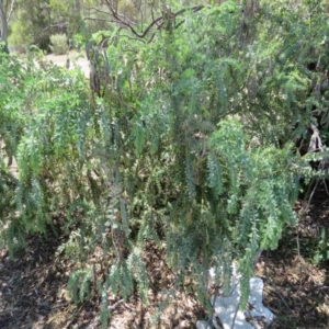 Acacia vestita at Greenleigh, NSW - 12 Dec 2015