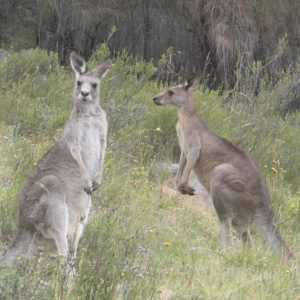 Macropus giganteus at Kambah, ACT - 1 Jan 2017