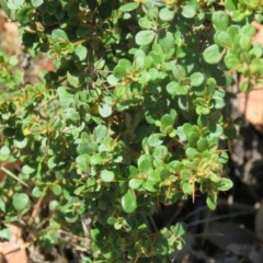 Coprosma quadrifida (Prickly Currant Bush, Native Currant) at QPRC LGA - 12 Dec 2015 by CCPK