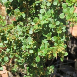 Coprosma quadrifida at Greenleigh, NSW - 12 Dec 2015