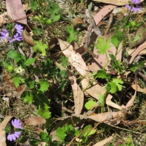 Scaevola sp. at Greenleigh, NSW - 12 Dec 2015 02:50 PM