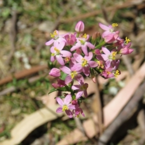 Centaurium sp. at Greenleigh, NSW - 12 Dec 2015 12:00 AM