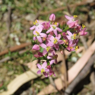 Centaurium sp. (Centaury) at Greenleigh, NSW - 11 Dec 2015 by CCPK