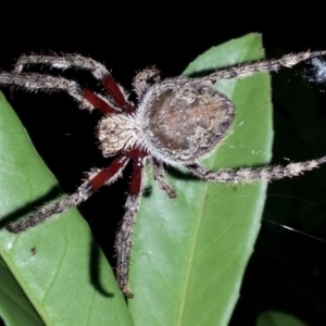 Hortophora sp. (genus) at Wanniassa, ACT - 31 Dec 2016 09:13 PM