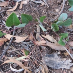 Hardenbergia violacea (False Sarsaparilla) at QPRC LGA - 13 Jan 2016 by CCPK