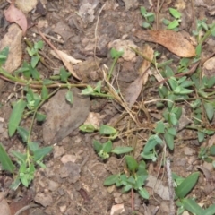 Einadia nutans (Climbing Saltbush) at QPRC LGA - 13 Jan 2016 by CCPK