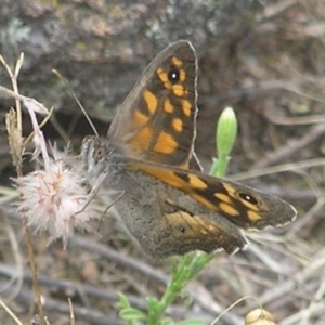 Geitoneura klugii at Kambah, ACT - 1 Jan 2017 11:48 AM