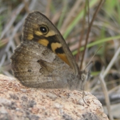 Geitoneura klugii at Kambah, ACT - 1 Jan 2017 11:48 AM