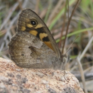 Geitoneura klugii at Kambah, ACT - 1 Jan 2017