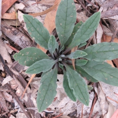 Unidentified at Greenleigh, NSW - 15 Jan 2016 by CCPK