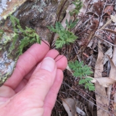 Cheilanthes (genus) (Rock Fern) at Greenleigh, NSW - 15 Jan 2016 by CCPK