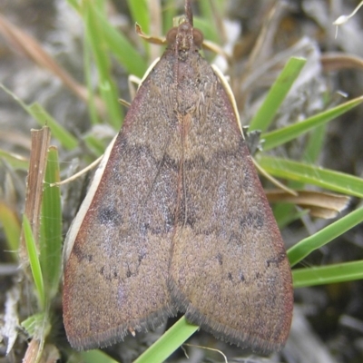 Uresiphita ornithopteralis (Tree Lucerne Moth) at Kambah, ACT - 1 Jan 2017 by MatthewFrawley