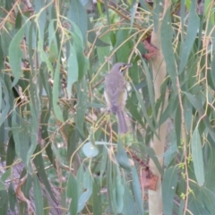 Caligavis chrysops (Yellow-faced Honeyeater) at Greenleigh, NSW - 26 Feb 2015 by CCPK