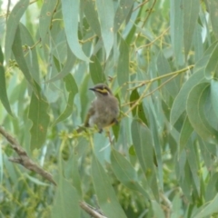 Caligavis chrysops at Greenleigh, NSW - 26 Feb 2015