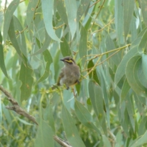 Caligavis chrysops at Greenleigh, NSW - 26 Feb 2015
