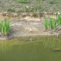 Nycticorax caledonicus (Nankeen Night-Heron) at QPRC LGA - 28 Oct 2011 by CCPK