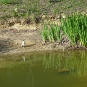 Nycticorax caledonicus at Greenleigh, NSW - 28 Oct 2011