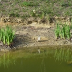 Nycticorax caledonicus at Greenleigh, NSW - 28 Oct 2011