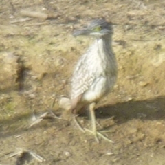 Nycticorax caledonicus at Greenleigh, NSW - 28 Oct 2011