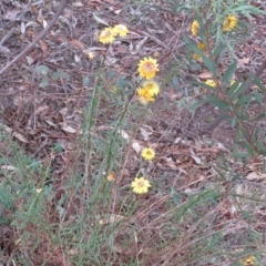 Unidentified at Greenleigh, NSW - 12 Jan 2016 by CCPK