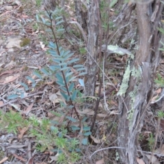Indigofera australis subsp. australis (Australian Indigo) at QPRC LGA - 12 Jan 2016 by CCPK