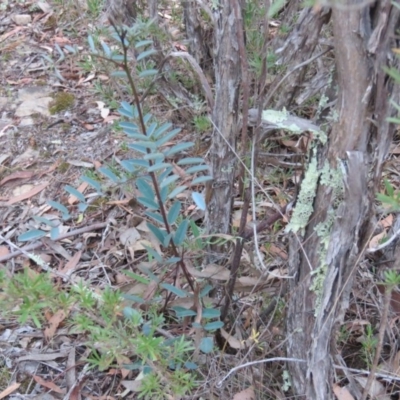 Indigofera australis subsp. australis (Australian Indigo) at Greenleigh, NSW - 12 Jan 2016 by CCPK