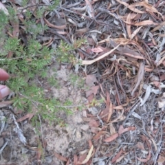 Unidentified at Greenleigh, NSW - 13 Jan 2016 by CCPK