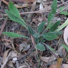 Hackelia suaveolens (Sweet Hounds Tongue) at QPRC LGA - 13 Jan 2016 by CCPK