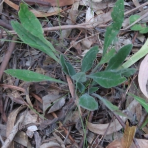 Hackelia suaveolens at Greenleigh, NSW - 13 Jan 2016