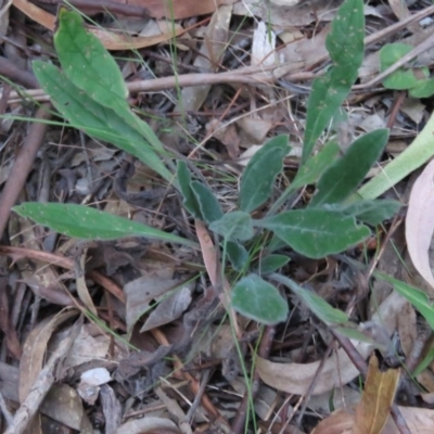 Hackelia suaveolens (Sweet Hounds Tongue) at Greenleigh, NSW - 13 Jan 2016 by CCPK