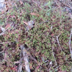 Einadia hastata (Berry Saltbush) at QPRC LGA - 13 Jan 2016 by CCPK