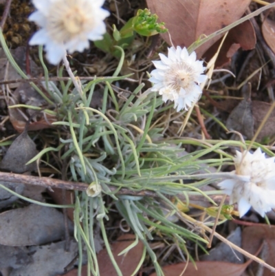 Leucochrysum albicans subsp. tricolor (Hoary Sunray) at Greenleigh, NSW - 13 Jan 2016 by CCPK