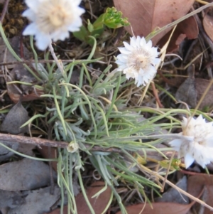 Leucochrysum albicans subsp. tricolor at Greenleigh, NSW - 14 Jan 2016