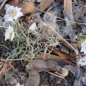 Leucochrysum albicans subsp. tricolor at Greenleigh, NSW - 14 Jan 2016