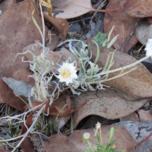 Leucochrysum albicans subsp. tricolor at Greenleigh, NSW - 14 Jan 2016