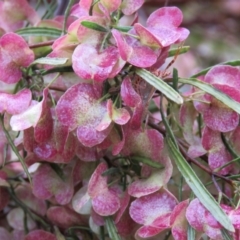 Dodonaea viscosa (Hop Bush) at Greenleigh, NSW - 15 Nov 2015 by CCPK