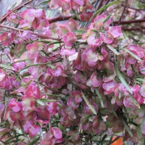 Dodonaea viscosa at Greenleigh, NSW - 15 Nov 2015 06:58 AM