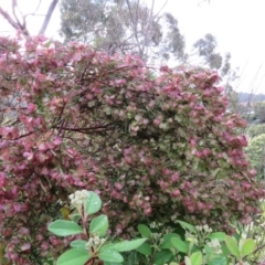 Dodonaea viscosa at Greenleigh, NSW - 15 Nov 2015