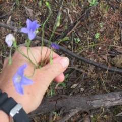 Wahlenbergia sp. (Bluebell) at Greenleigh, NSW - 15 Nov 2015 by CCPK