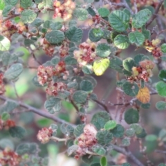 Pomaderris (genus) at Greenleigh, NSW - 15 Nov 2015 by CCPK